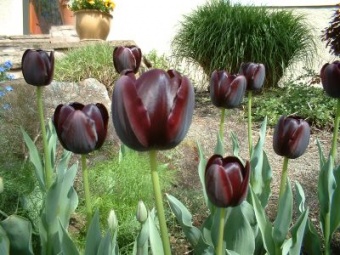 Purple Tulips