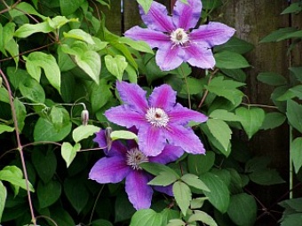 Clematis