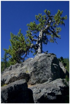 Sparks Tree