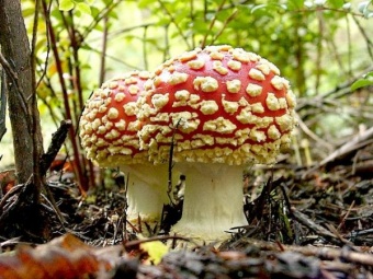 Fly Agaric