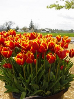 Orange Tulips