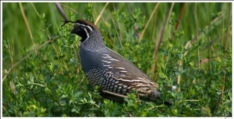 Quail