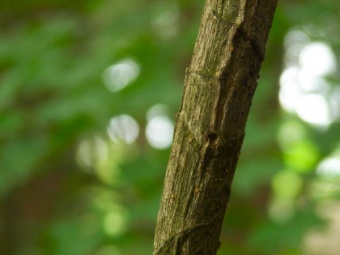 Fatsia Bark