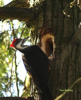 Pileated WP