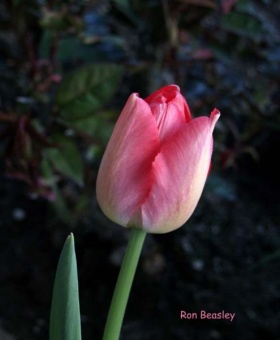 Tulip-1