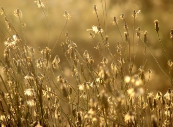 Dandelions