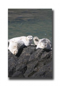 Seals