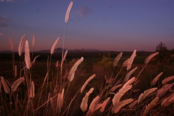 roadside