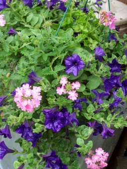 Wet Petunias