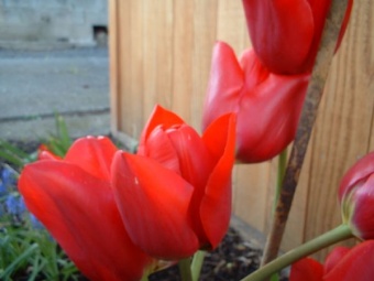 Tulips