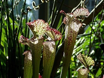 Pitcher Plant