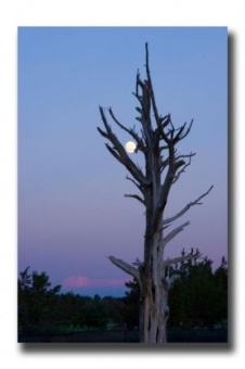 Moon & Tree