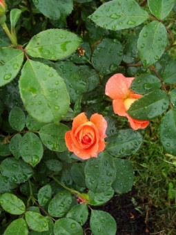 Orange Rose