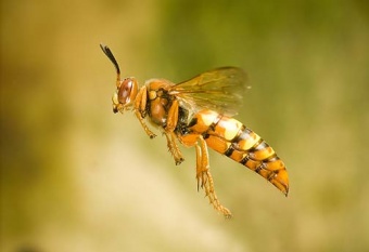 Cicada Killer 2