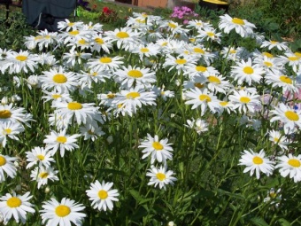 Summer Daisies