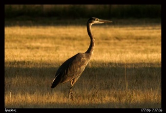 Champoeg Heron