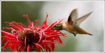 Bee Balm Rufus