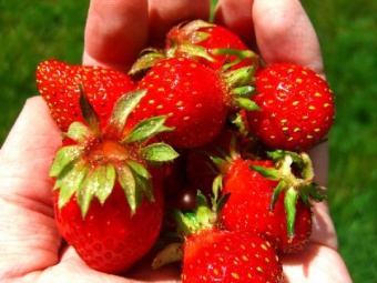 first harvest