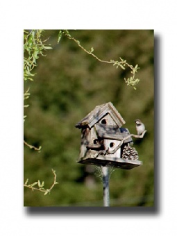 Bird Condo