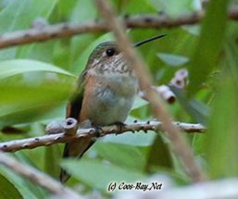 On a Limb