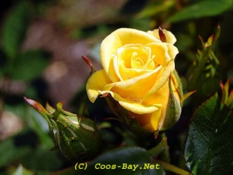 Yellow Rose