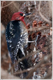 Sapsucker