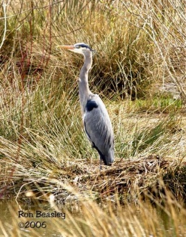 Blue Heron