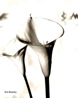 Cala Lily