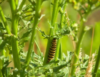 Caterpillar