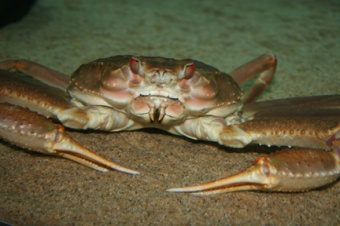 Tanner Crab