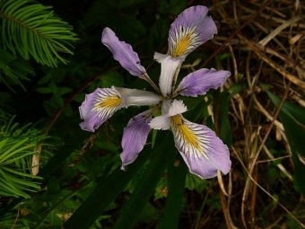 Wild Iris