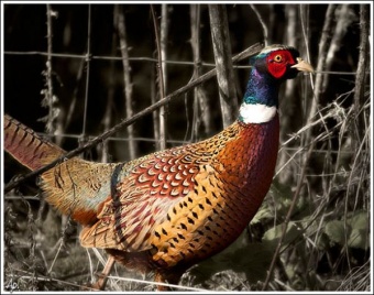 Pheasant