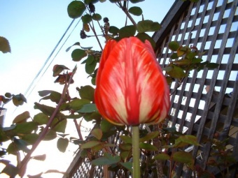 Tulip