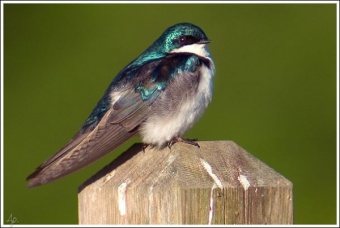 Tree Swallow