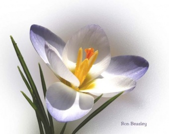 Crocus