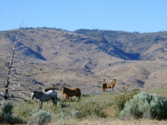 wild horses