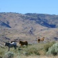 wild horses