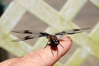 dragonfly