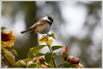 Chickadee