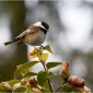 Chickadee