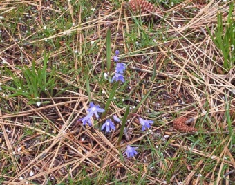 purple flowers 