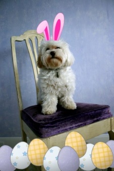 Hoppy Easter