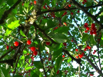 cherries