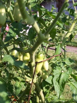 Future Tomatoes