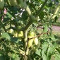 Future Tomatoes