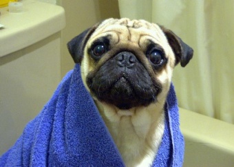 FreshPug