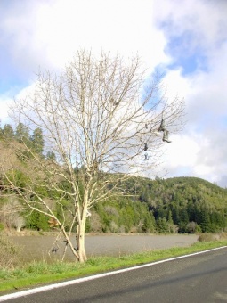 Shoe tree