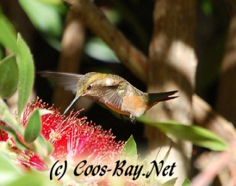 Bottlebrush