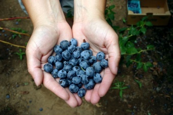 Sauvie Island Blueberries