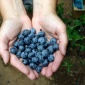 Sauvie Island Blueberries